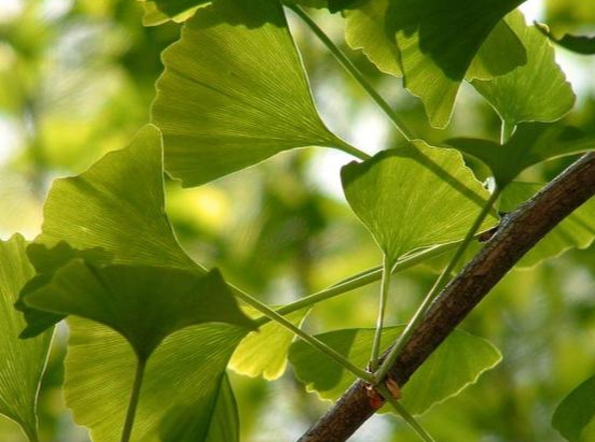 Gingko Biloba